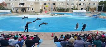 DOLPHIN SHOW $15