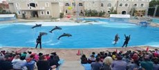 DOLPHIN SHOW $15