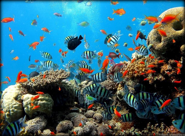 DIVING IN SHARM EL SHEIKH FROM THE SHORE 23$